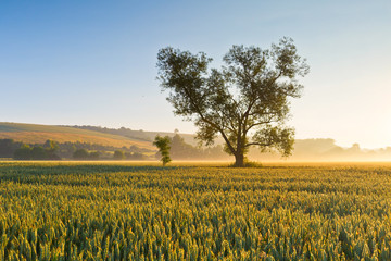 Misty summer fields of wheat in Moravia, Czech Republic.