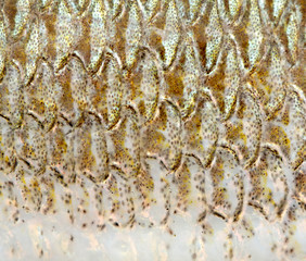 fish scale © mycteria