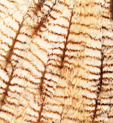 plumage background