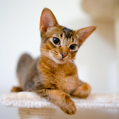 Abyssinian