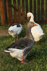 Obraz premium Geese on the farm. Shooting outdoors. Rustic theme. Flock of standing fresh green grass.