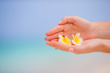 Beautiful frangipani flowers background turquoise sea on white beach