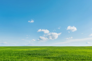 Obraz premium Countryside field natural background. Green grass and blue sky.