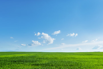 Fototapeta na wymiar Countryside field natural background. Green grass and blue sky.