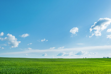Countryside field natural background. Green grass and blue sky.