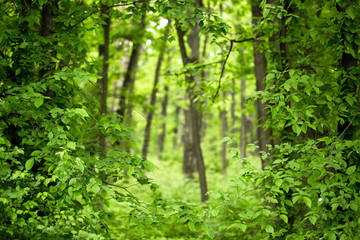 Obraz premium deep green forest