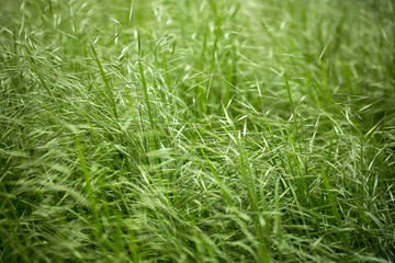 fresh green grass