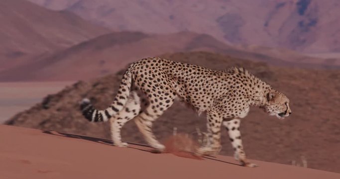 4K Cheetah walking on the red sand dunes of the Namib desert