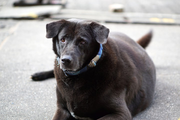 lonely dog with sad eyes is laying on the path