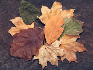 autumn dried leaves