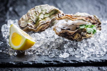 Tasty oysters on ice