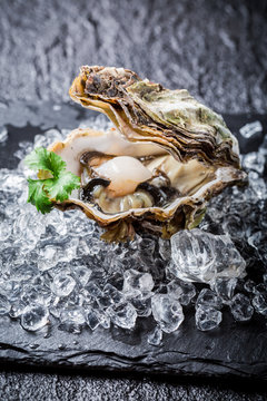 Delicious oyster in shell on ice