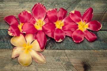 Fototapeta na wymiar Colorful tulip heads
