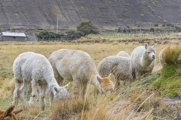 Obraz premium Andes Farm Animals Eating Pasture