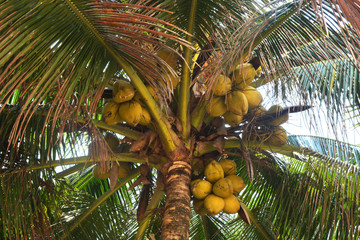 coconut on the tree