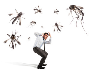 Mosquitoes attack