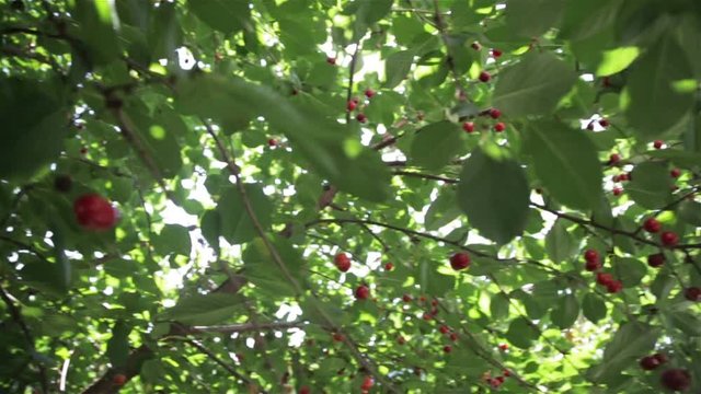 Red berries on the tree