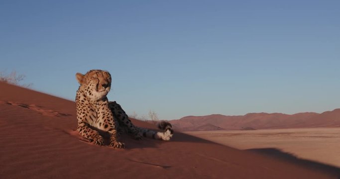 4K Cheetah looking at camera and lying on the red sand dunes of the Namib desert