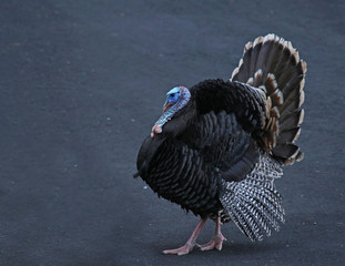 A large wild turkey (Meleagris gallopavo), shot on Gabriola Island, British Columbia, Canada.