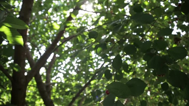 Red berries on the tree