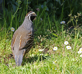 A male California Quail (Callipepla californica) looking back at the camera.  Shot on Gabriola Island, British Columbia, Canada..