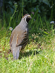 A male California Quail (Callipepla californica) looking back at the camera.  Shot on Gabriola Island, British Columbia, Canada..