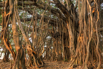 Tree of Life, Amazing Banyan Tree in morning sunlight.