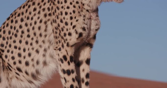 4K Panning upwards shot of Cheetah sitting on red sand dunes of the Namib desert