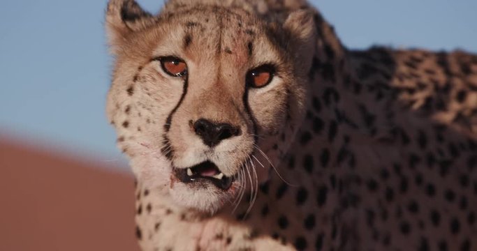 4K Close-up portrait of Cheetah