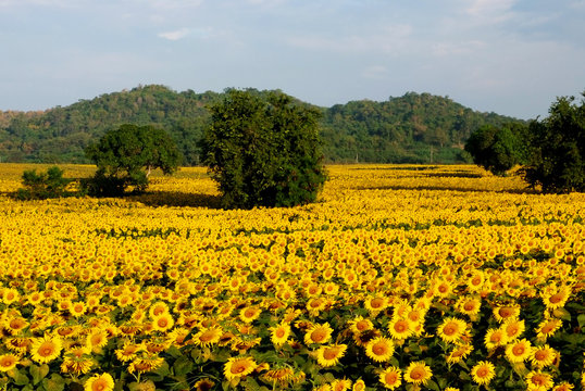 sun flowers field in Thailand