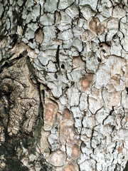 Tree Bark texture pattern background