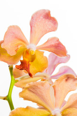 Fototapeta na wymiar Orchids flower close up