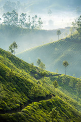 Tea plantations in Munnar, India