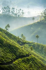 Tuinposter Tea plantations in Munnar, India © Mazur Travel