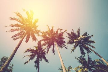 Fototapeta na wymiar Tropical coconut tree. Vintage filter