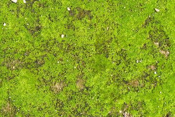 Green moss bakground