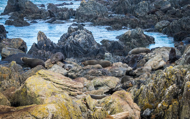 Seals Resting Area