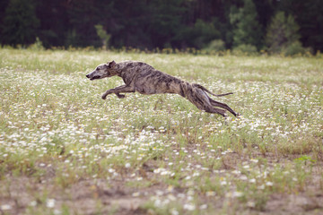 Coursing. Whippet dog running in the field