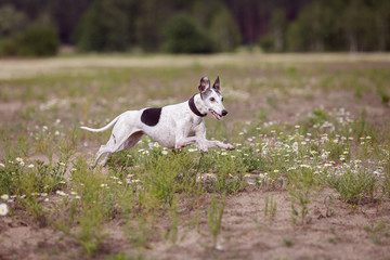 Coursing. Whippet dog running in the field