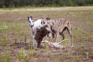 Coursing. Two whippet dogs at the finish with the bait
