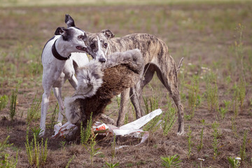 Obraz na płótnie Canvas Coursing. Two whippet dogs at the finish with the bait