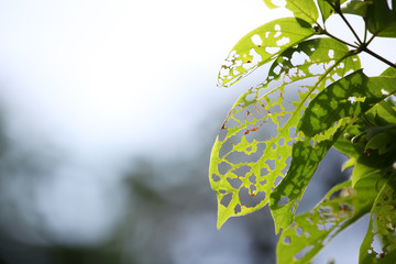 damage  leaf with holes