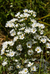 White cutter flower