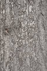 Lindenrinde, Linde, Tilia, Rinde