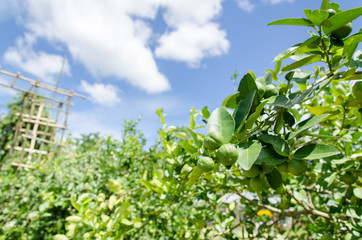 Fototapeta na wymiar Green limes in organic farm