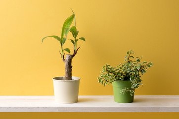 黄色の背景と観葉植物