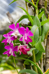 Pink orchid flower in the garden