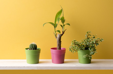 黄色の背景と観葉植物