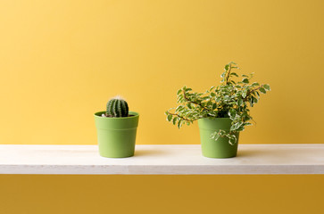 黄色の背景と観葉植物