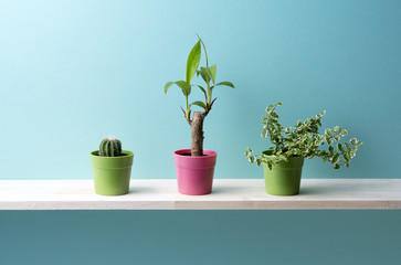 青い背景と観葉植物　